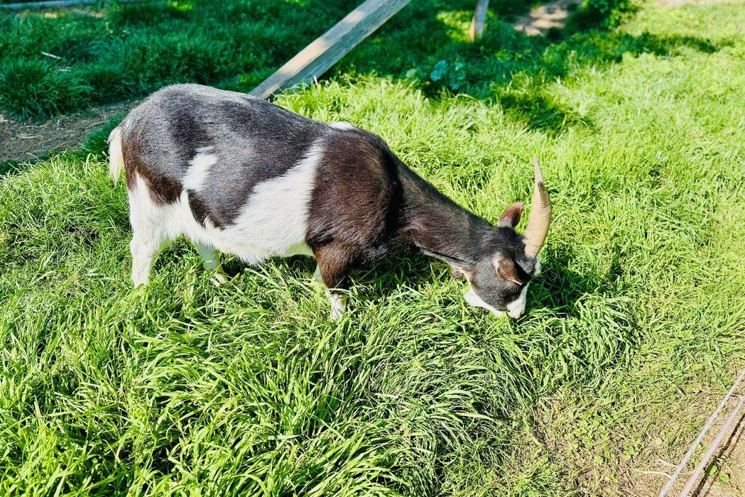 Ziege im Gras