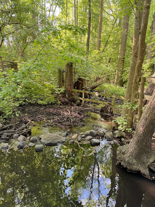 Tümpel im Wald
